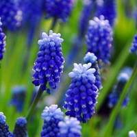 Muscari Armeniacum, Grape Hyacinth, Bulbs Design, Spring Bulbs, Summer Bulbs, Fall Fulbs, Landscaping Design, Garden Ideas